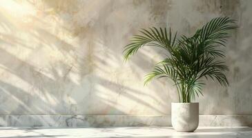 Palm Plant in White Pot With Sunlight Shadows on Wall photo