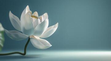 Single White Lotus Flower Against a Blue Background photo