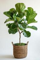 Fiddle Leaf Fig Plant In Wicker Basket On White Background photo
