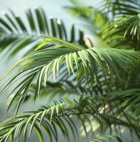 Close Up View of Green Palm Fronds in Sunlight photo