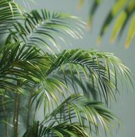 Close Up View of Green Palm Fronds in Sunlight photo