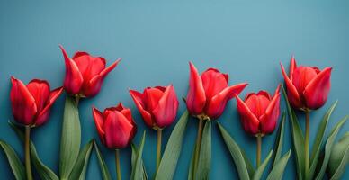 A Bouquet of Red Tulips on a Blue Background photo
