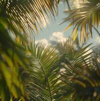 Close Up View of Green Palm Fronds in Sunlight photo