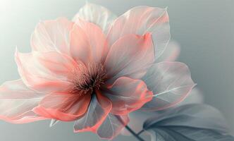 Delicate Pink Flower in Full Bloom on a Soft Background photo