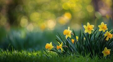 Yellow Daffodils Blooming in a Lush Spring Garden photo