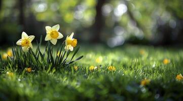 Yellow Daffodils Blooming in a Lush Spring Garden photo