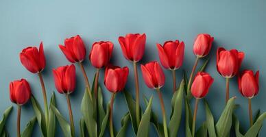 A Bouquet of Red Tulips on a Blue Background photo