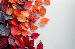 Colorful Autumn Leaves Arranged Around White Background photo
