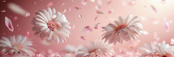White Daisies Falling Against a Pink Background photo