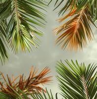 Close Up View of Green Palm Fronds in Sunlight photo