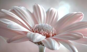 Delicate Pink and White Amaryllis Flower Petals Close Up photo
