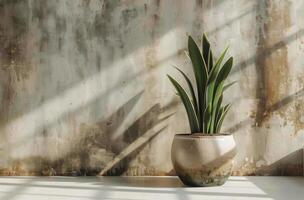 A Single Plant in a Ceramic Pot Against a Textured Wall With Sunlight photo