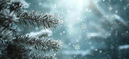 Close Up of Pine Tree Branches Covered in Frost During a Winter Snowfall photo