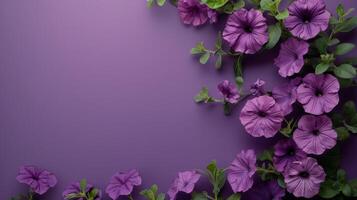 Purple Petunia Flowers on a Purple Background photo