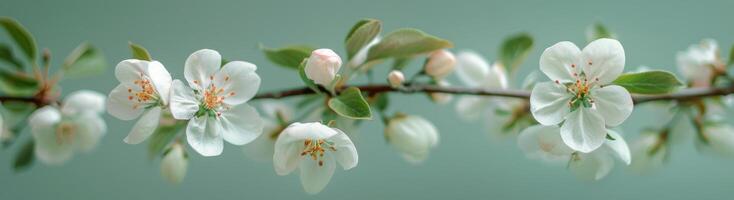 Close Up of White Blossoms on a Branch in Spring photo
