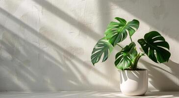 Large Green Monstera Plant in White Pot Against White Wall With Window Light photo