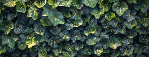 A Dense Patch of Green Ivy Leaves Growing on a Wall photo
