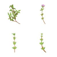 Thyme spice icons set cartoon . Fresh thyme branch with green leaf vector