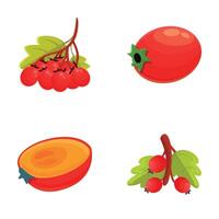 Juicy hawthorn icons set cartoon . Hawberry branch with red berry and leaf vector