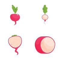 Collection of four stylized radish illustrations, showing whole and cut views vector