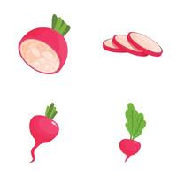 illustration set of whole and sliced radishes in vibrant colors vector