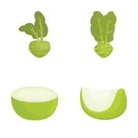 illustration of fresh kohlrabi whole and sliced vector
