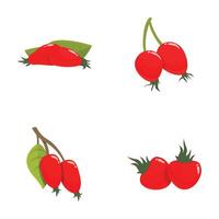 Collection of red berries illustrations vector