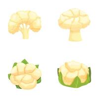 Fresh cauliflower and broccoli illustration set vector