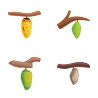 Assorted cacao pods and branches illustration set vector