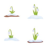 Snowdrop flowers emerging through snow vector