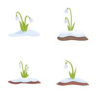 Set of four illustrations depicting a snowdrop flower in different seasons with snow vector