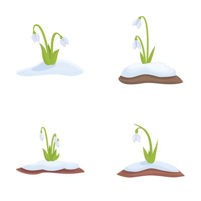 Set of four illustrations depicting a snowdrop flower in different seasons with snow