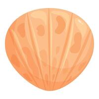 Orange seashell showing ridges and grooves from ocean mollusk vector
