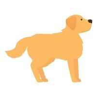 Golden retriever standing watching looking observing attentive dog pet vector