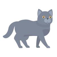 Grey british shorthair cat walking side view vector