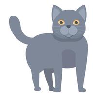Grey british shorthair cat standing looking forward vector