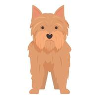 Norfolk terrier standing on white background looking forward vector