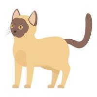 Cute siamese cat standing and looking curiously vector
