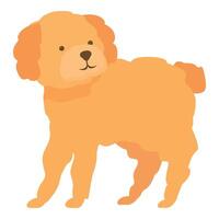 Cute toy poodle dog standing on white background vector