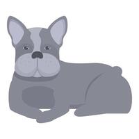 Gray french bulldog lying down posing for the camera vector