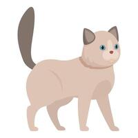 Curious ragdoll cat walking with raised tail vector