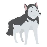 Siberian husky dog standing on white background vector