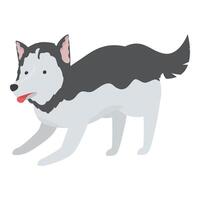 Playful siberian husky dog walking with tongue out illustration vector
