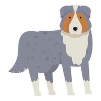 Australian shepherd dog standing on white background vector