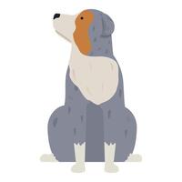 Australian shepherd dog sitting and looking up illustration vector