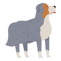 Australian shepherd standing and panting with tongue out vector