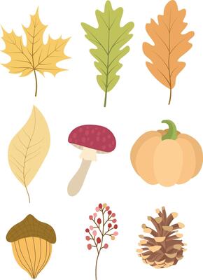 Hand drawn autumn leaves elements. Autumn leaves. Maple leaves, pumpkins, berries and pinecones