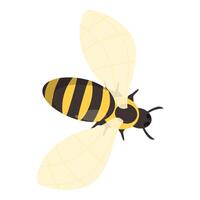 Bee flying with spread wings top view illustration vector