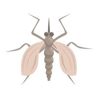 Mosquito spreading its wings preparing to bite vector