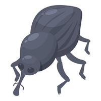 Large gray weevil crawling on white background vector